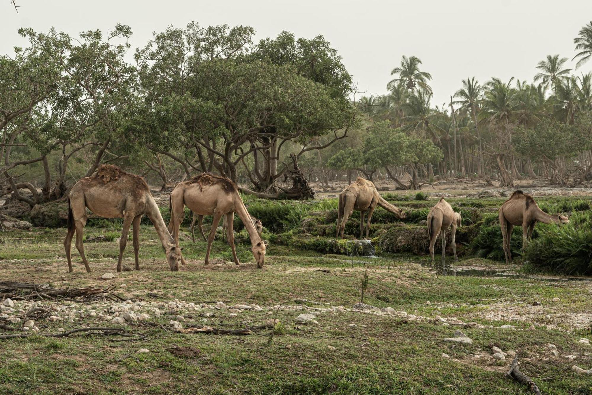 Fanar Hotel & Residences Salalah Exterior photo Camels grazing in the park